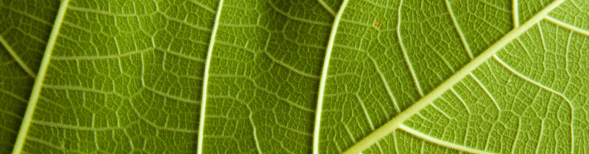leaf veins
